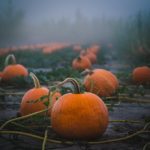 A foggy morning in a pumpkin patch with rows of vibrant pumpkins and vines, captured using a telephoto lens.