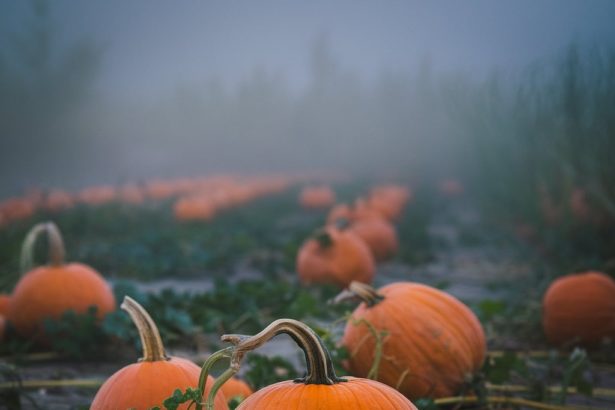 A foggy morning in a pumpkin patch with rows of vibrant pumpkins and vines, captured using a telephoto lens.